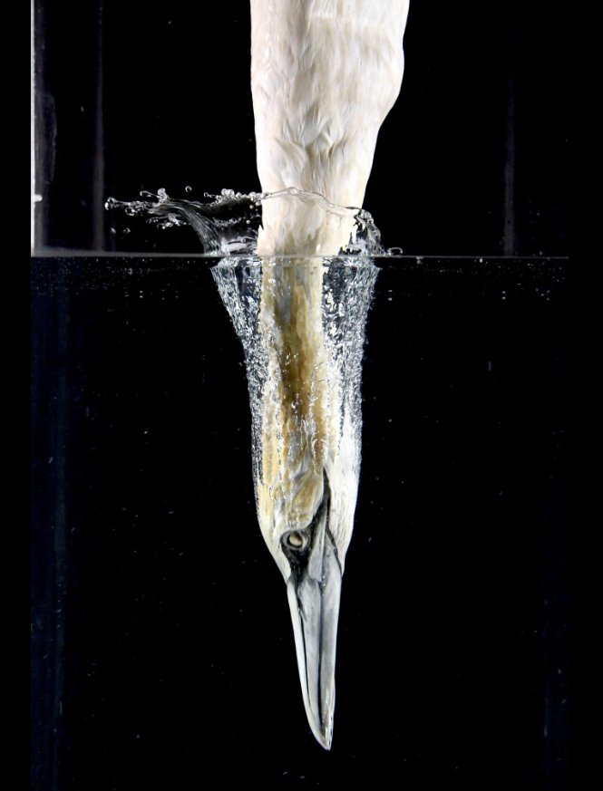 DrLucyHawkes's tweet photo. Physics &amp; biology combine to reveal that gannets can handle plunge dives up to 80kph into water to feed https://t.co/8rmf57dibQ @PNASNews https://t.co/xOYvf48sYD