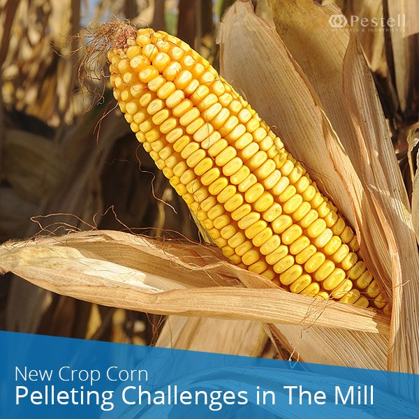PestellMinerals's tweet image. 🌽New Crop Corn – Pelleting Challenges in The Mill🌽 - bit.ly/NewCropCornCha… We have the solution💡 #pelltech #feedmill #feed #ontfeed #ontag