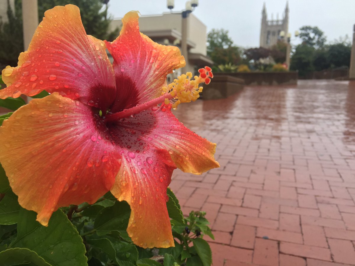 Mizzou's tweet photo. Not everything minds the rain. 🐯🌼 https://t.co/CQME1J8Qlp