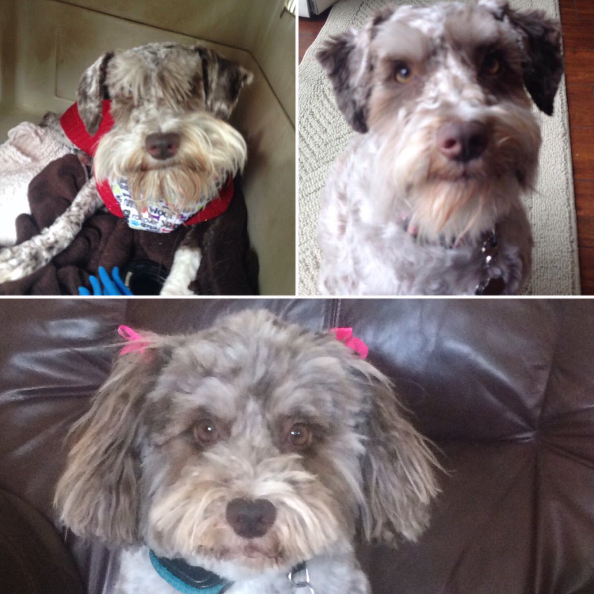 writeunfiltered's tweet photo. This #ThrowbackThursday is another celebration of #writingunfiltered’s mascot! Millie turns four today. https://t.co/PHg4tg0raF