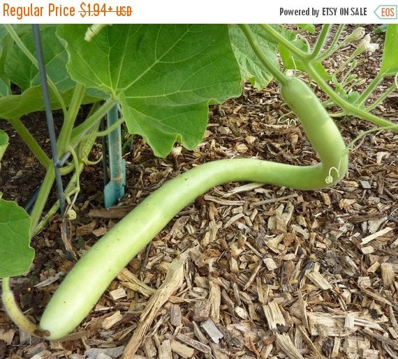 caribbean_seed's tweet photo. Cucuzzi (Italian Edible) Gourd Seed, much like summer squash https://t.co/ywZxkq57R9 #Etsy #AsianVegetable https://t.co/Xat1dcZiVz