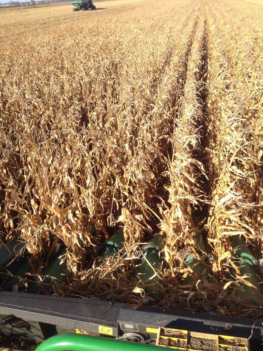 Cameron Hildebrand tweet media