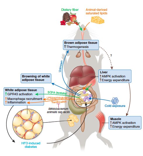 EricTopol's tweet photo. The gut #microbiome talks to every body (part) https://t.co/VInMZWBwbA
a wonderful review @NatureMedicine https://t.co/5KPZD7le6B