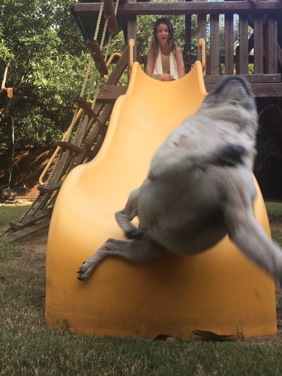 BucketHeadDyn's tweet image. THIS IS THE BEST THING I'VE SEEN TODAY😂😂😂