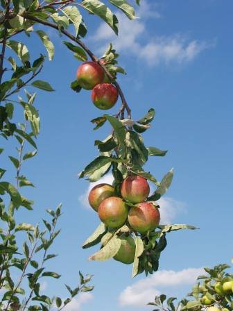 ScotswoodGarden's tweet photo. This Saturday 8th, Apple Day, 11 - 2! Playbus, games, campfire cooking, plant a mini garden, bbq, cakes, come on down, spread the word! https://t.co/no8vWw2uQr