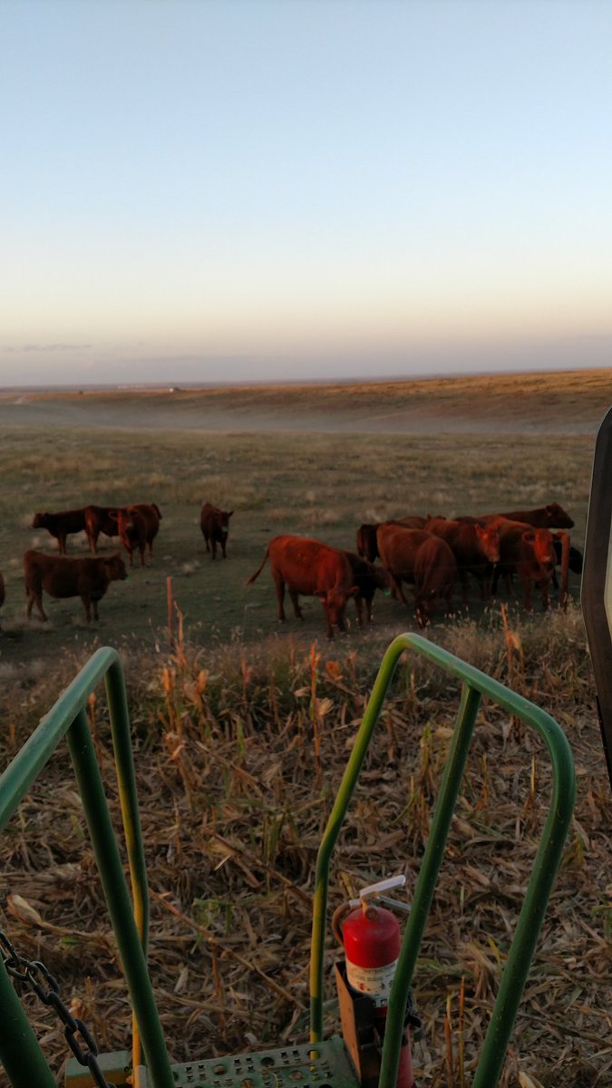 farmernelms's tweet photo. 207-27, so good even the cows are jealous #PlacedToPerform @hilltopseeds https://t.co/wAUkN9uS4E