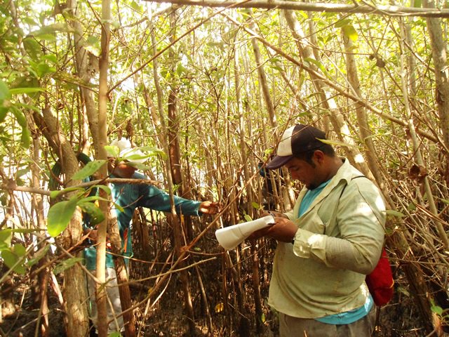 #Sabíasque Los manglares de El Salvador capturan cinco veces más carbono que los bosques secos. Conoce más en goo.gl/ah6VMO