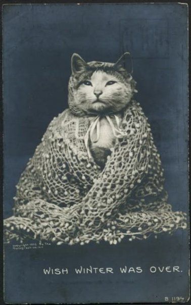 FestiWorlddd's tweet photo. What it be like going to Fall Festivals #musicfestivals #festivals #cold #cats https://t.co/wYcy4k1Ane