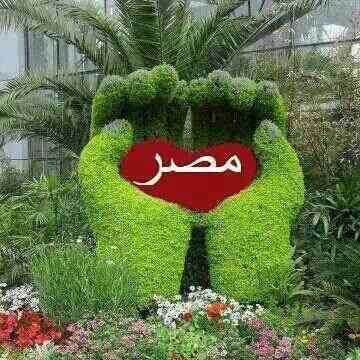 SayedFathe1's tweet image. 