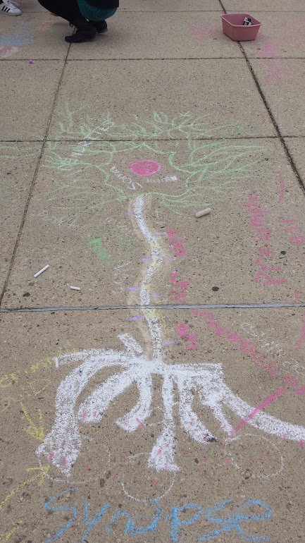 swopepsych's tweet photo. Neuron Chalk Day in AP psychology! Who needs a chalk board or fancy electronic boards? #sidewalksneedhugstoo
@NorthwestJags @NWSocialStudies https://t.co/W0AKLVDJxo