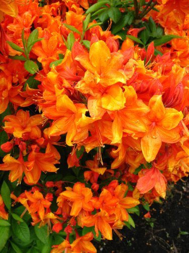 CrossCommonNurs's tweet photo. I have just listed: 'Azalea Golden Eagle', for 14.99 via @amazon https://t.co/AUNMMfhjAM https://t.co/DFUQCp3M7v