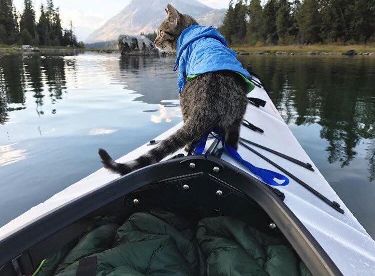campingwithcats's tweet photo. #cathaiku 
Attention, people. 
This is your captain speaking. 
Bring me fancy feast. 
#campingwithcats @furrymagic https://t.co/BqsSHcj80E