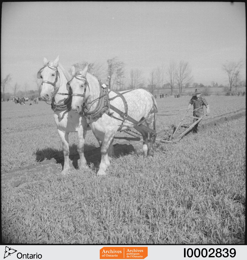 ArchivesOntario's tweet photo. #TBT to some serious "horsepower" at the #IPMandRE in #Ptbo, Ontario, 1941. https://t.co/dZrZ82ZnTD