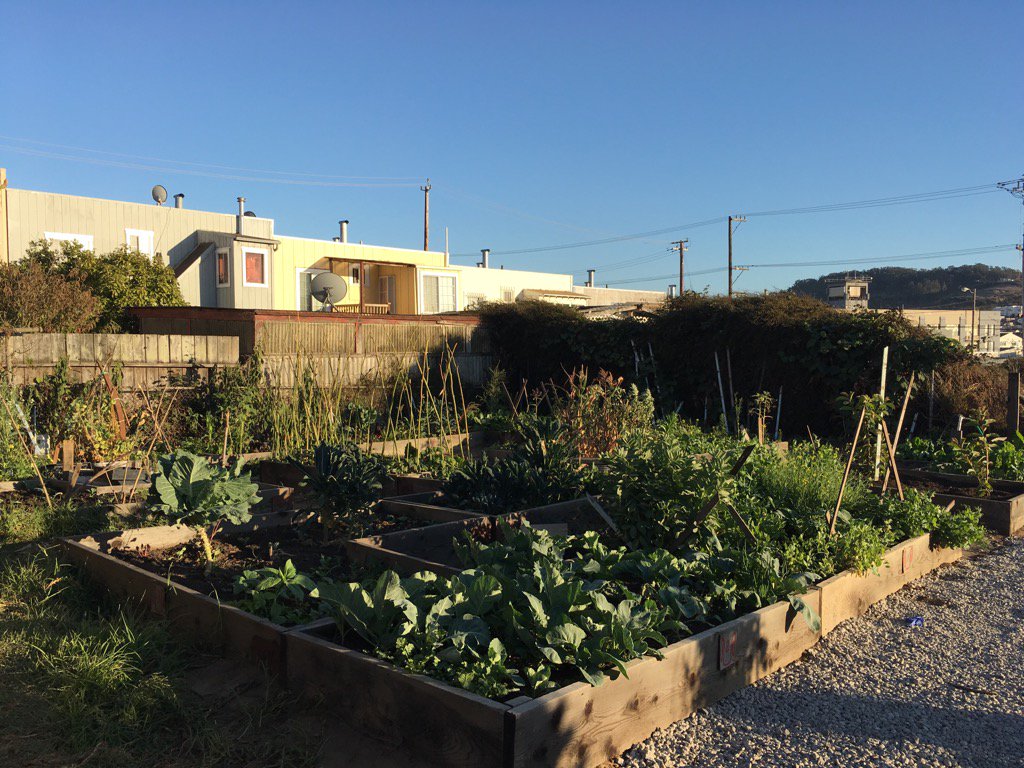 SFUAA's tweet photo. Just one of the lush green plots at the SF Asian Garden. If you missed our visit this week the harvest day is 10/8! https://t.co/55YzE2K5g3