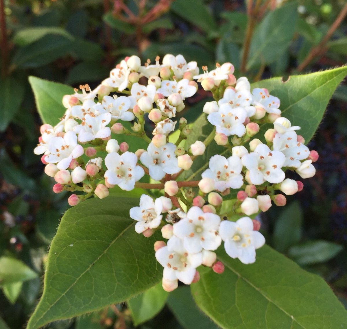 pedro_mayor's tweet photo. Another evergreen shrub with all year round interest, Viburnum tinus 'Eve Price' Lovely white flowers and purple-black berries @HortusLoci https://t.co/PL9HHosaUm