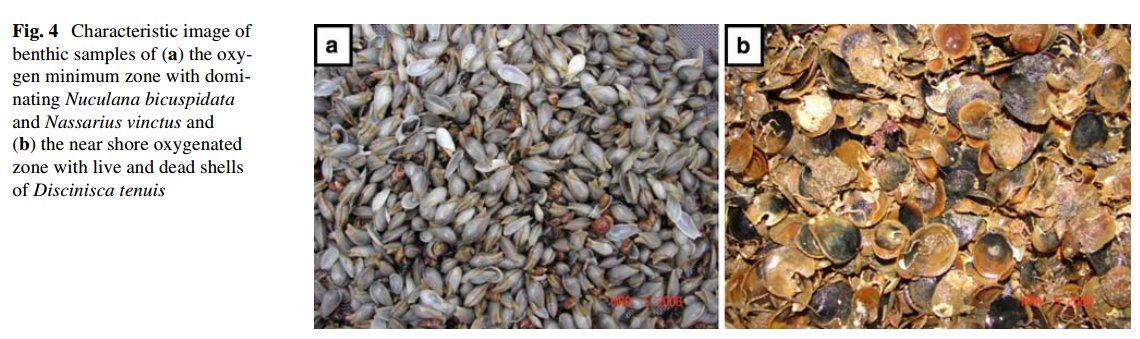 FemoraleShells's tweet photo. Macrozoobenthos diversity in an oxygen minimum zone of northern Namibia,https://t.co/jhe3yWFq0j #Namibia #mollusc #bentho https://t.co/OOf2jnVfbq