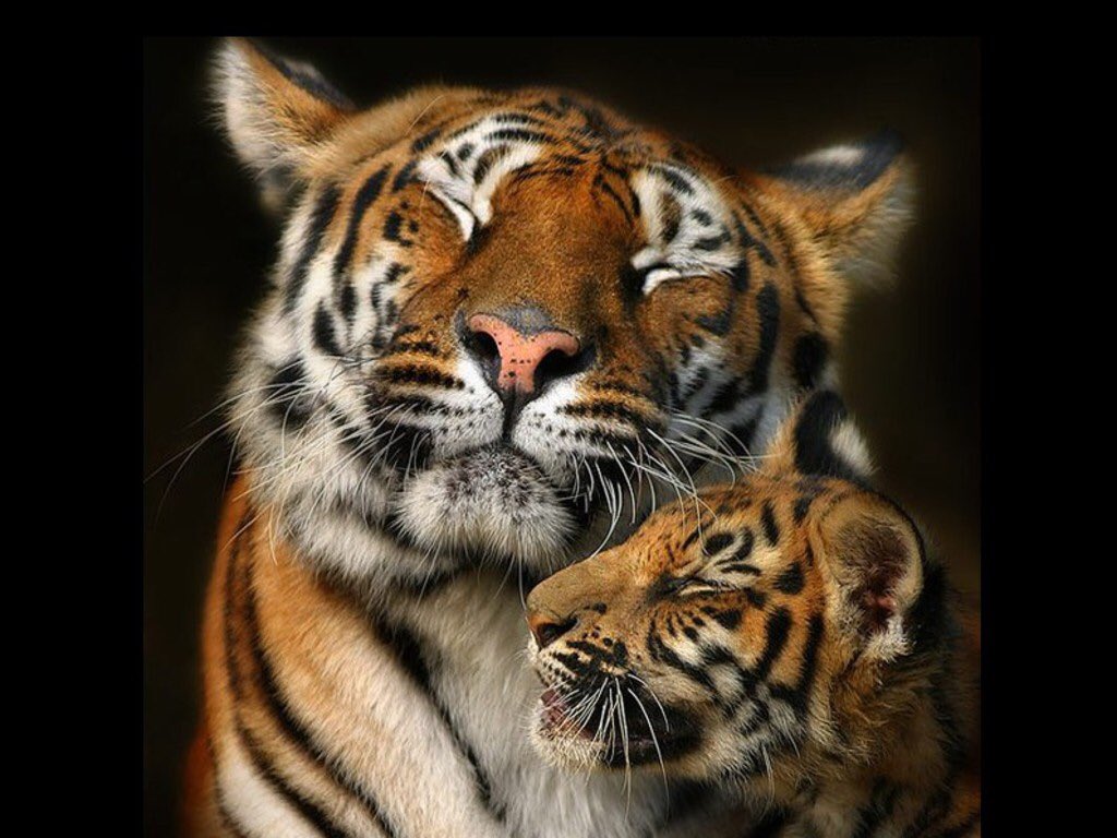 Simply beautiful 🐯❤️