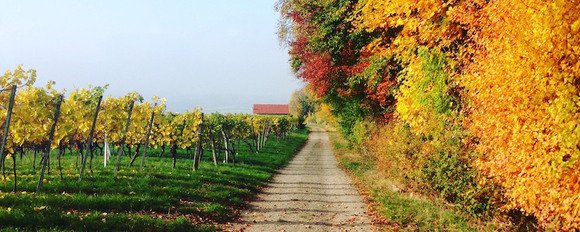 smkcbs10's tweet image. Fall for these 6 seasonal foodie havens #homeaway  bit.ly/2deR4Cu #TeamHomeAway