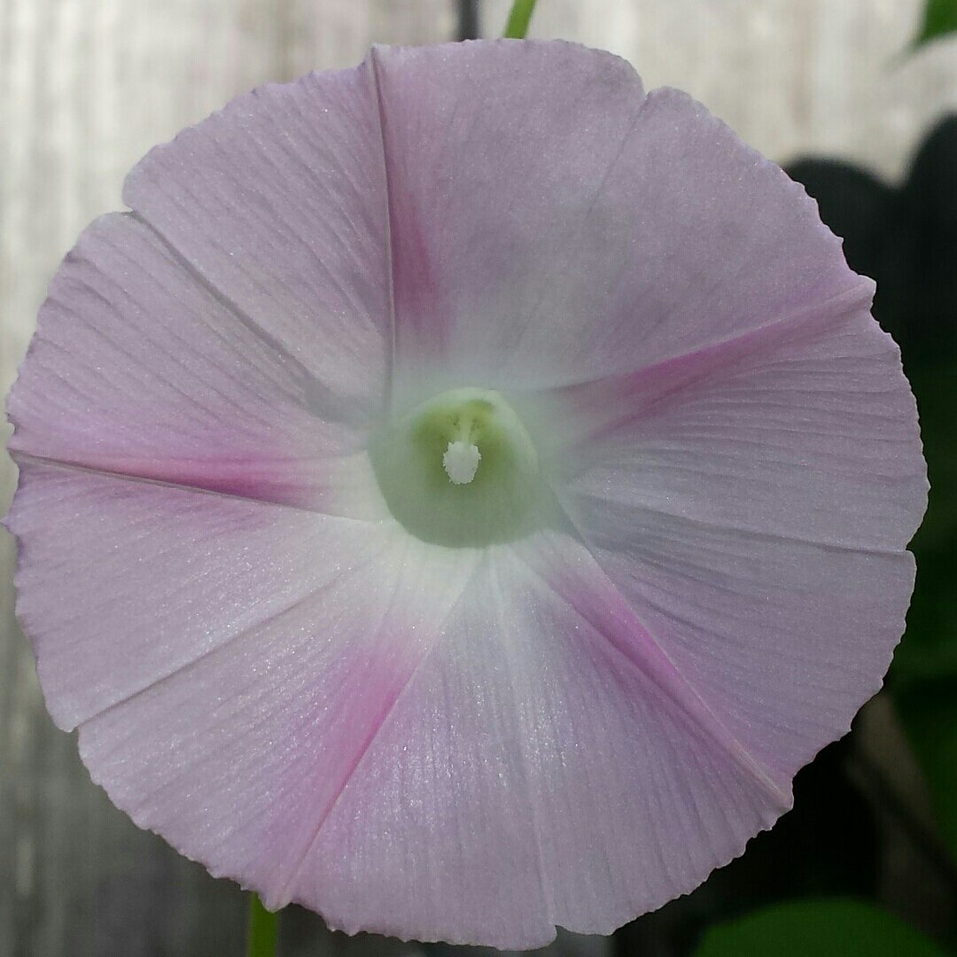 LoueyLush's tweet photo. Morning glories! #beautiful #nature #originalcontent #JMC #colors #morningglory #septemberflower #cellphotography #guelphlife #uofg https://t.co/hQxUbQxBH7