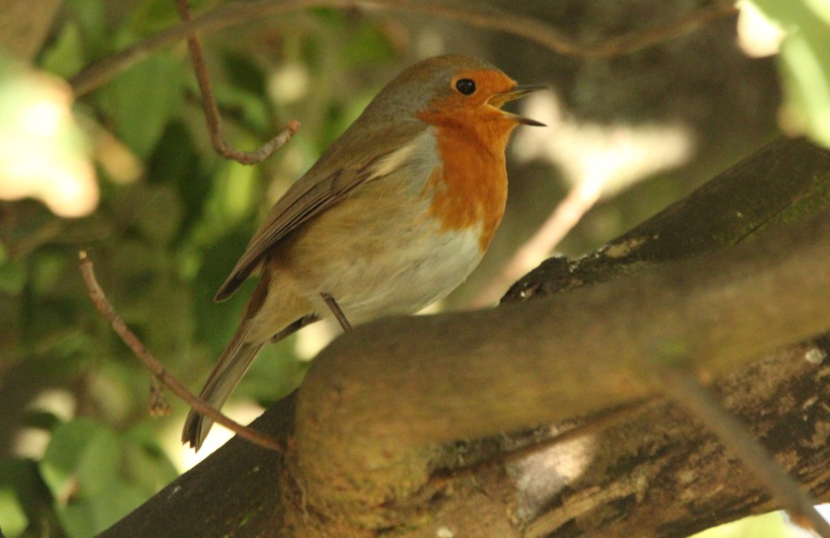 RT <a href="/Thurrock0rob/">rob lay</a>: garden robin today #Thurrock <a href="/robin_sightings/">Robin Sightings</a> <a href="/wild_essex/">wild_essex</a> <a href="/wildthurrock/">wildthurrock</a>  @BBCCountryfile