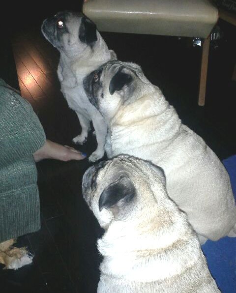 FishstickThePug's tweet image. The three #moochers... #neglectedpuggies #panhandler #whatdiet #pugs #dogs #puglife #dogsoftoronto #dogsoftwitter #pugsoftwitter