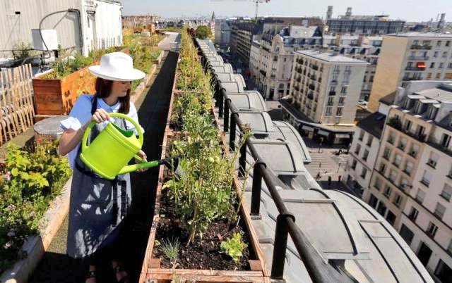 AgricultureUrbaine tweet media