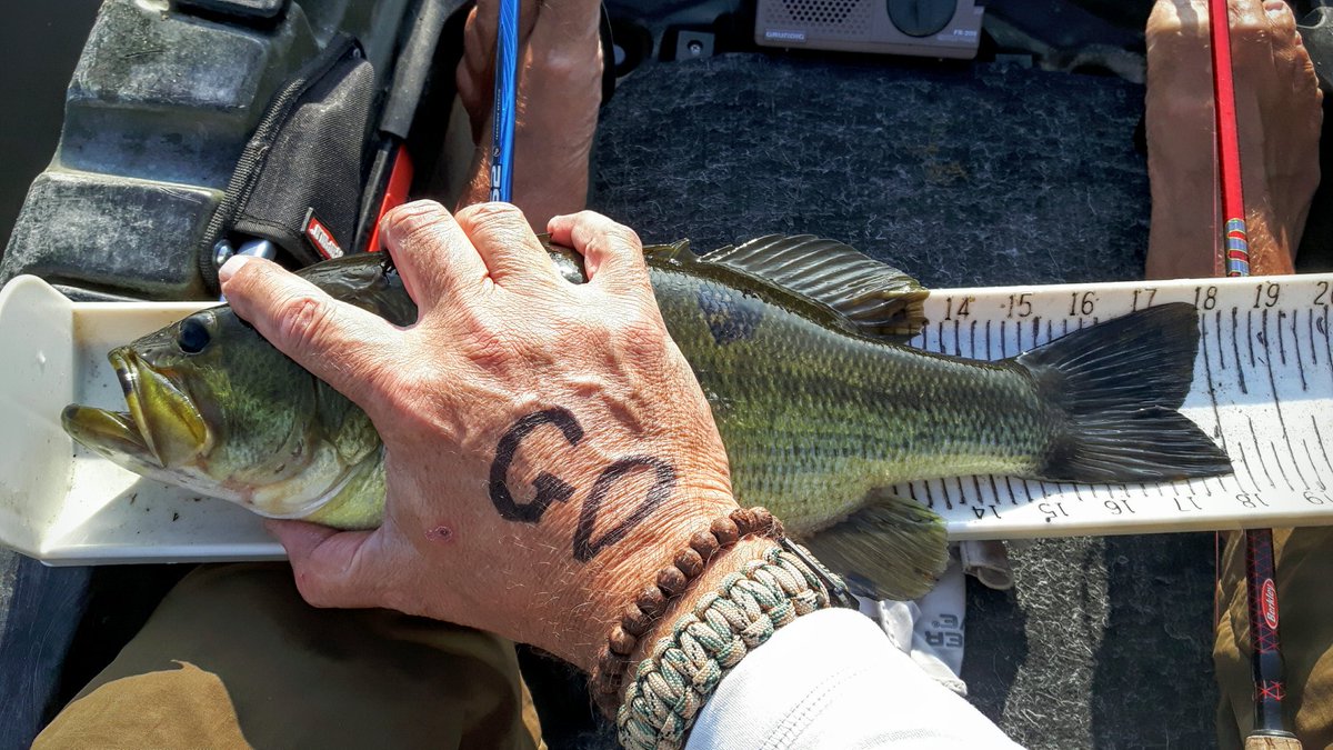 RT <a href="/kayakdude7/">MGB 🇨🇦🇺🇦 Outdoors</a>: Some decent bass this morning No toads😢Still holding in third #kayakfishing #kayakbassfishing