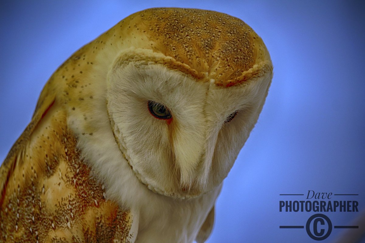 DavePhoto72's tweet photo. Burn owl #500px #500pxrtg #photography #contest #birds #sky #NGChallenge #nature #Discovery #dmax #nationalgeographic #burnowl https://t.co/eQ141pIUqV
