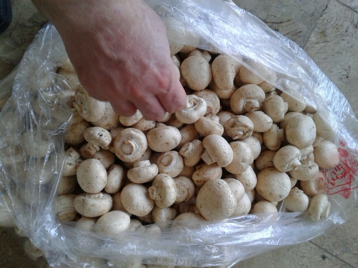 freshplusmap's tweet photo. #freshplus ma/mh appications of mushroom https://t.co/vxNNn2UrGj
