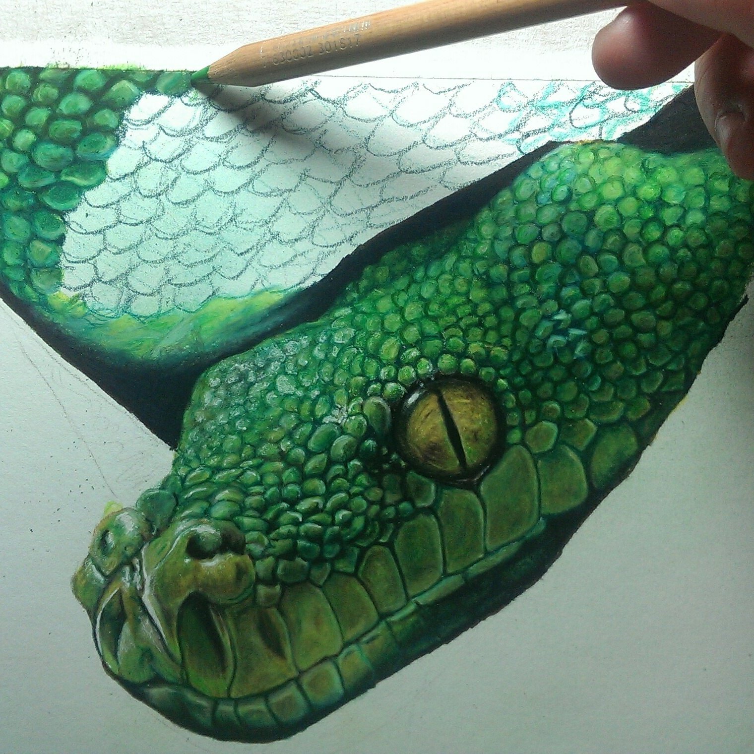 How To Draw A Realistic Snake