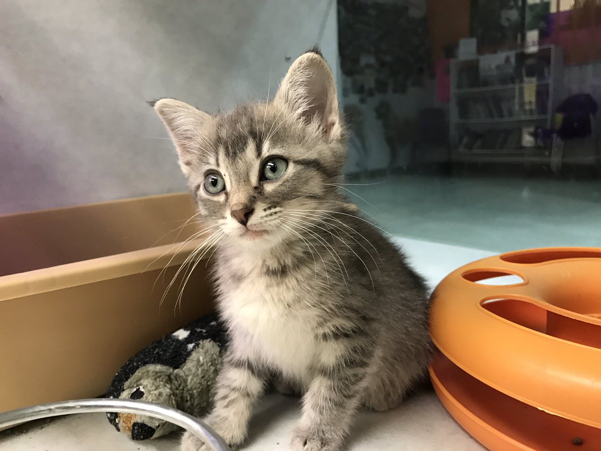 NHSCats's tweet photo. When you're cute and people won't shut up about it 💁🏻😏 https://t.co/vP0WPMaMXt