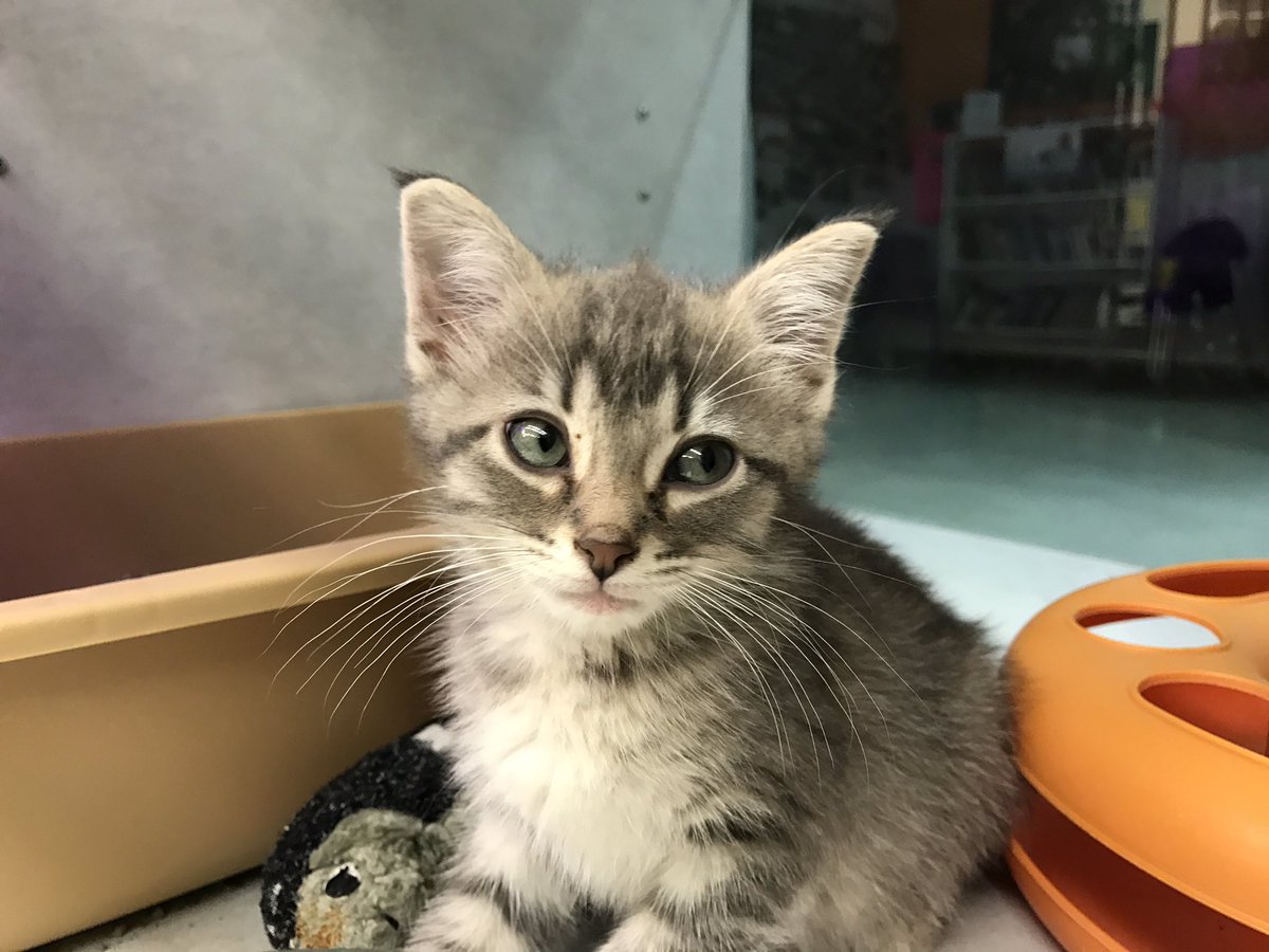 NHSCats's tweet photo. When you're cute and people won't shut up about it 💁🏻😏 https://t.co/vP0WPMaMXt