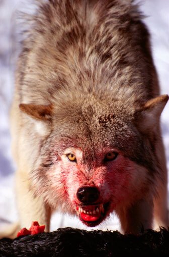 Twitter can fuckoff....