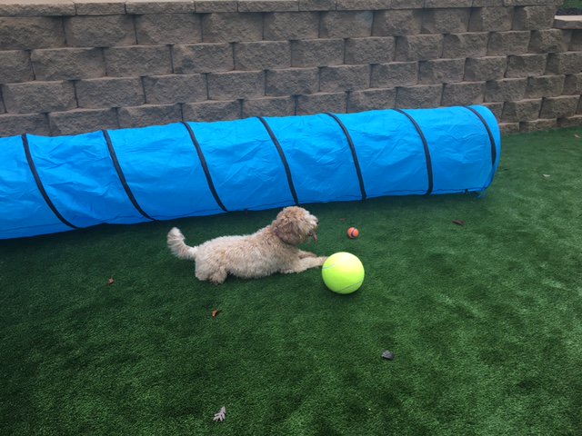 AveryRowApts's tweet photo. Avery Row's Grand Opening Pet Park! #petpark #pets #dogs #treats #averyrow #grandopening #arlingtonva #new #fun https://t.co/s8e36ptHqn