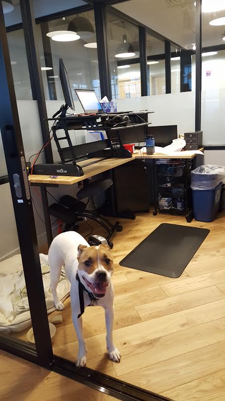 AscentPath's tweet image. Dex and I are loving the new digs Thanks to Kobi and the @WeWorkDC team for the extra effort in getting it done! #dogsofwework