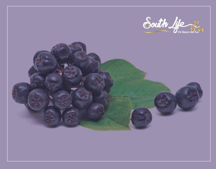 SouthLifeChile's tweet photo. #SabiasQue la #aronia tiene tiene una acción #antioxidante, astringente y #antibacteriana https://t.co/fMr4x5IfoR