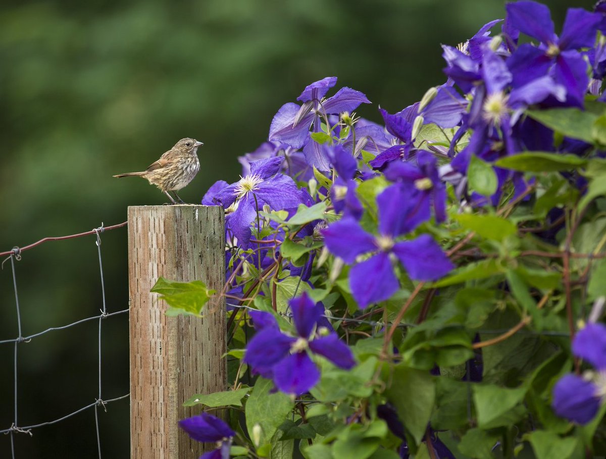 This #CamanoIsland #garden is as beautiful as it is productive. Take a sneak peak: bit.ly/2dqOvPj