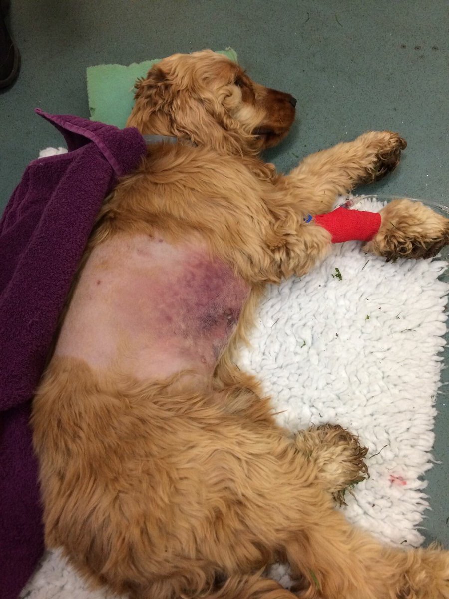 _PetAbuseUK's tweet photo. APPEAL on Monday this defenceless dog was attacked by3members of the public #Beaulieu #Hampshire #NewForest #RSPCA https://t.co/QZCuaZ9E0R https://t.co/xtqqlTJsPE