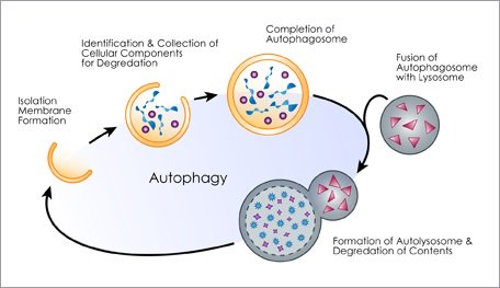 VC0712's tweet image. guys glorifying our traditional wisdom by convolutedly connecting fasting for EkAdasi with 'Autophagy' ayyO!
#VCSpeak #ThiNNaiPEcchu
