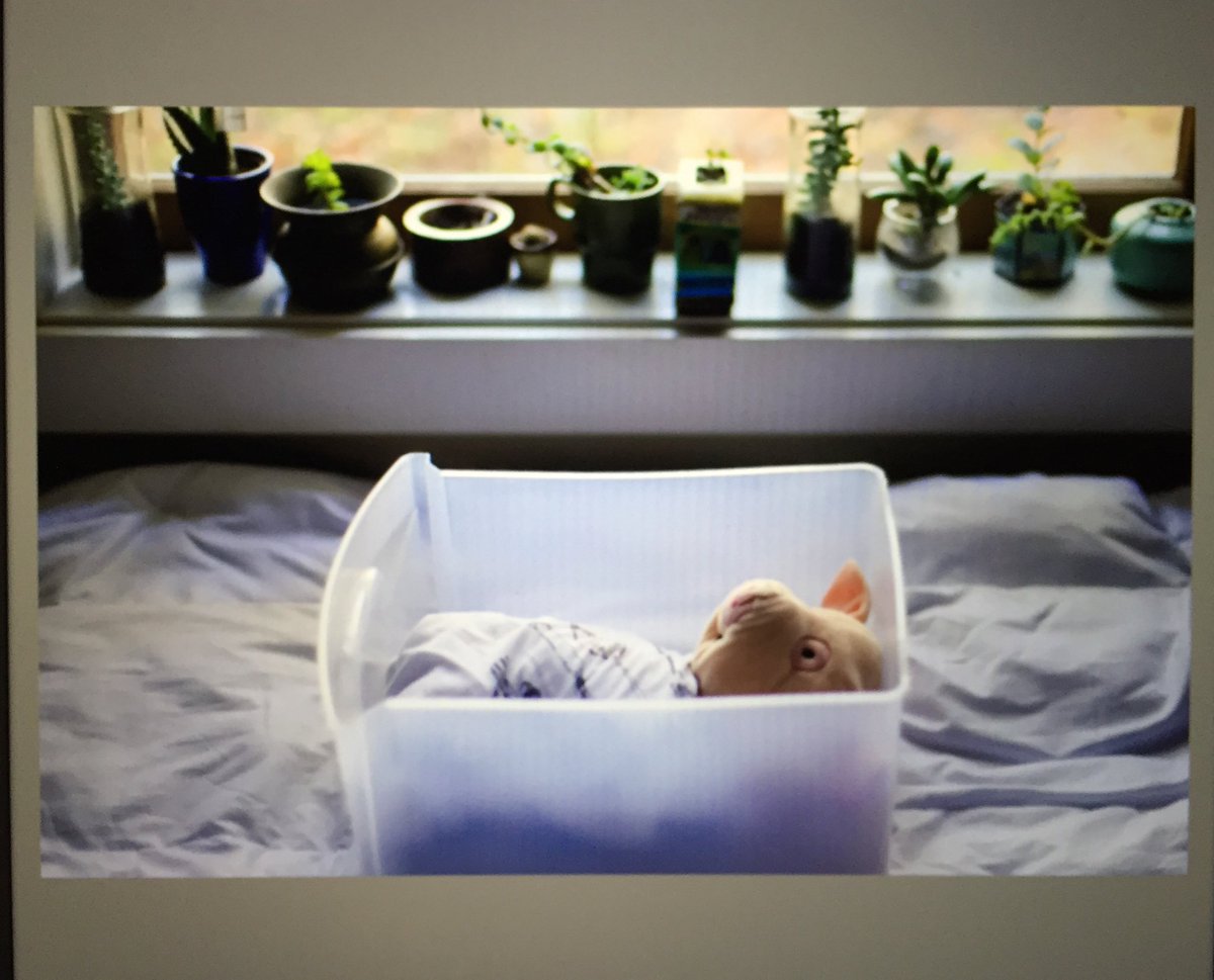 mallory__jo's tweet photo. so I had to do a fake Bella Baby photography shoot https://t.co/PTcNqkOLAG