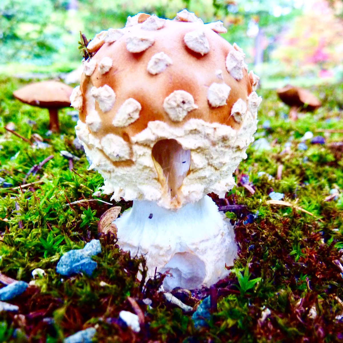seekingseattle's tweet photo. Oct is unofficially Adorable Toadstool Month in Seattle. Get out to the woods, but be careful of in-the-field snacking. #autumninseattle https://t.co/R6BHAbSsrq