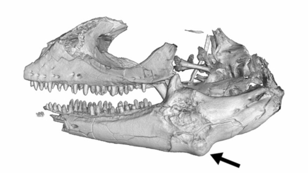 davhojt's tweet photo. @UKIP #MEP @Steven_Woolfe leaked brain scan shows #leadership hopeful #lizard shaped cranium 🐊. Wider problem on the #RightWing?
#VoteLabour https://t.co/AJNy3n7msR