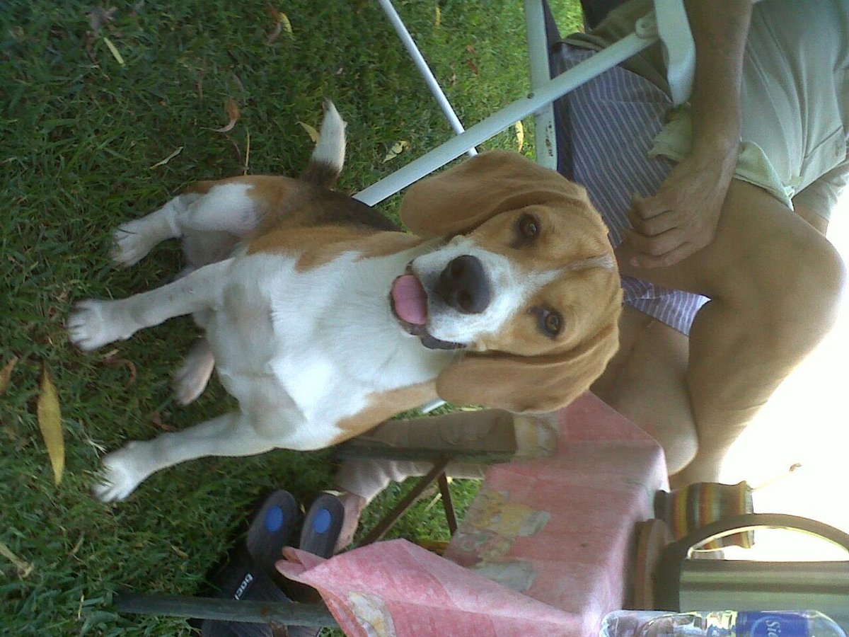 pribbach's tweet photo. Se perdió mi perrito el 4/10 por la zona de hurlingham barrio mitre, porfavor si alguien lo vio o sabe algo que avise al 1561899200 DIFUNDIR https://t.co/9PFQdaFr7y