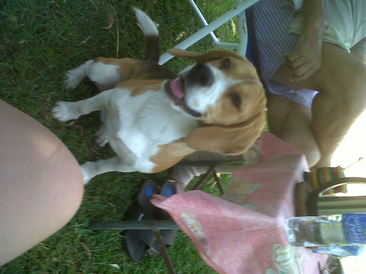 pribbach's tweet photo. Se perdió mi perrito el 4/10 por la zona de hurlingham barrio mitre, porfavor si alguien lo vio o sabe algo que avise al 1561899200 DIFUNDIR https://t.co/9PFQdaFr7y