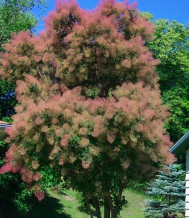 Tree Philly 🌲 tweet media