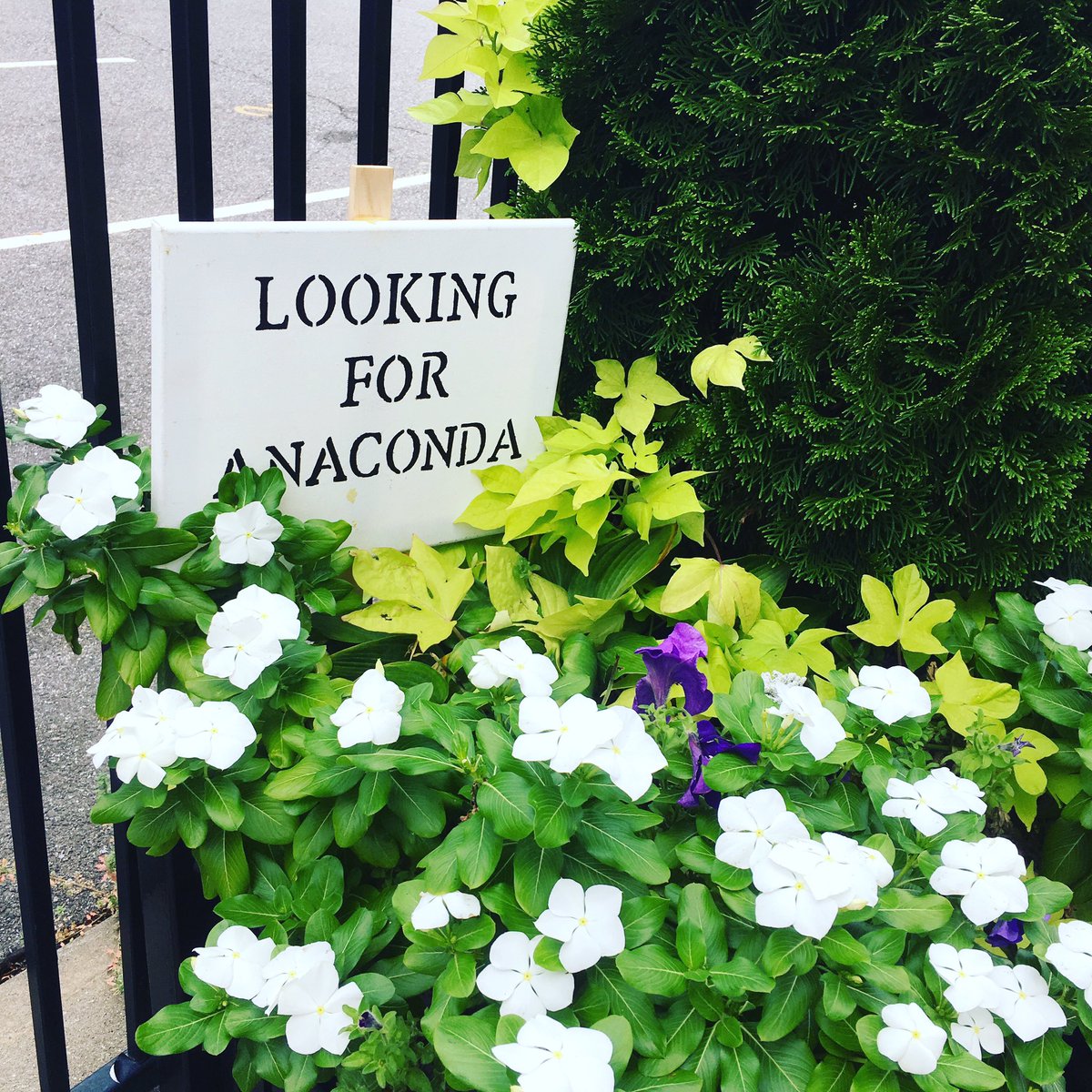 dennisferrer's tweet photo. Anacondas wanted, apparently?#random #sidewalk #americahellyeah 😂😂😂 https://t.co/RfKFODpSiS