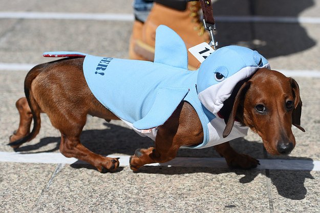thinkpup's tweet image. 15 Pictures Of Wiener #Dogs In Costumes Having The Time Of Their Lives buff.ly/2dIG3hi #wienerdogs #daschunds