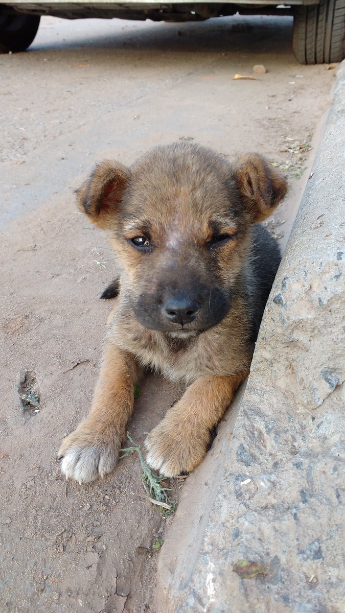 LalaMaresca's tweet photo. Ayúdame a encontrarle casa a este bebé! https://t.co/BarmtzRBLY