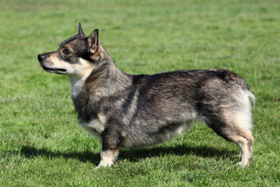 love4kocha's tweet photo. 【スウェーディッシュ・ヴァルフント】
スウェーデン原産の牧牛犬。
愛情深く、人の注目を集めたがる子が
多いそうです。 https://t.co/w76qlhtcBd