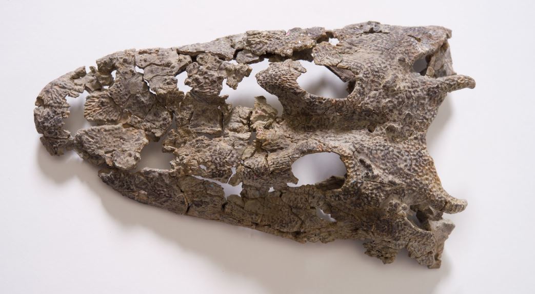 qldmuseum's tweet photo. #fossilfriday zoom to see 🔎 extraordinary texture of this Warrenisuchus aliciae https://t.co/eqp2ba6rMw 🐲 @googlearts #previouslyonearth https://t.co/vQJbfkTLVS